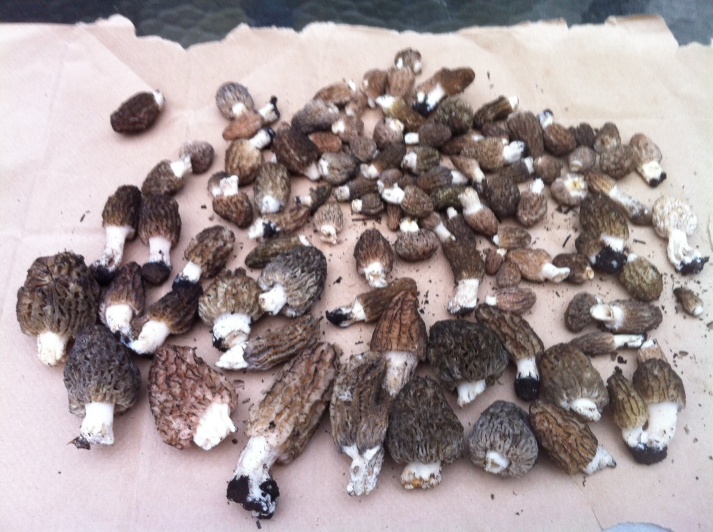 Morels!