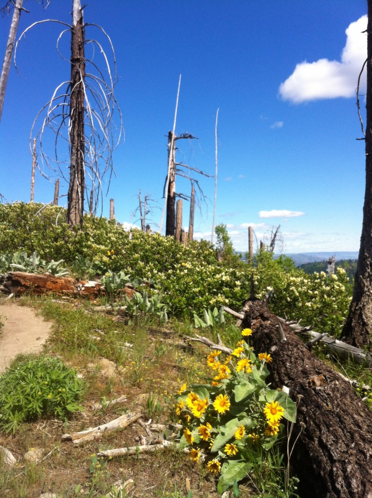 Icicle Ridge