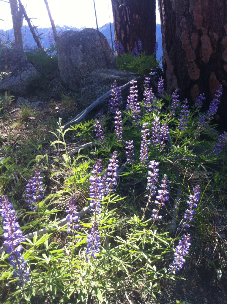 Lupine