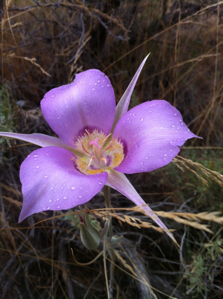 Sagebrush mariposa lily